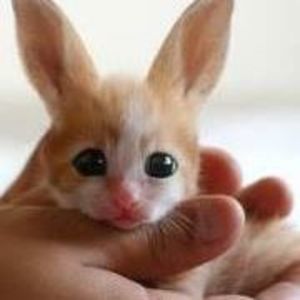 Meet your Posher, Sherry